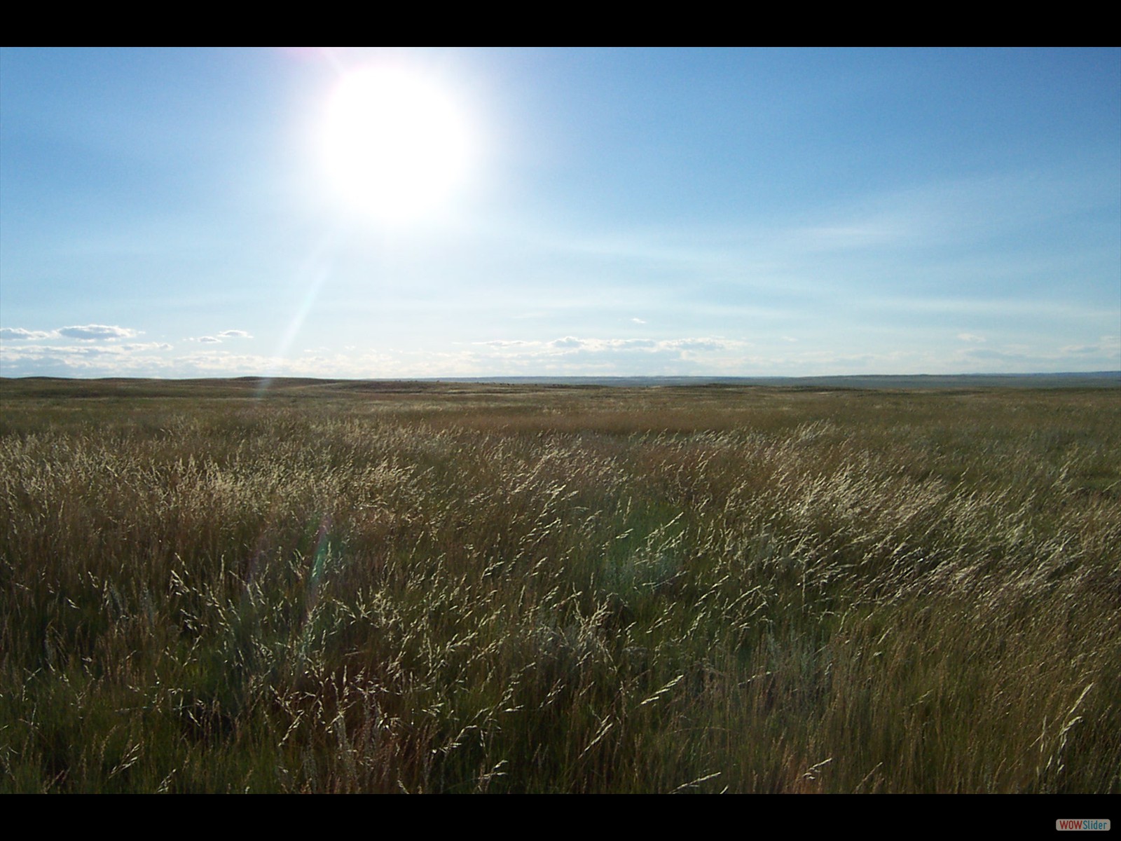 Milk River Native Prairie